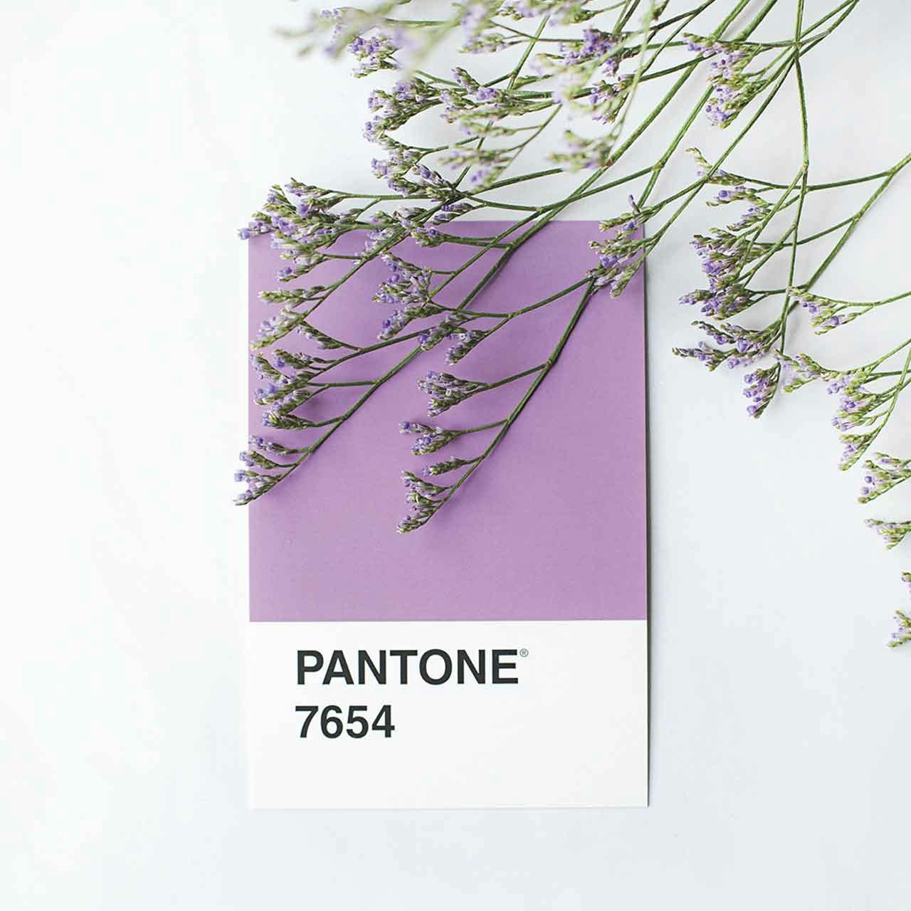 Lavendelkvist och färgprov Pantone 7654 lavendellila